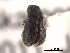  (Phloeotribus liminaris - CNC COLEO 00154698)  @13 [ ] CreativeCommons - Attribution (2012) CNC/CBG Photography Group Centre for Biodiversity Genomics
