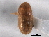  ( - CNC COLEO 00154699)  @11 [ ] CreativeCommons - Attribution (2012) CNC/CBG Photography Group Centre for Biodiversity Genomics