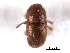  (Coccotrypes carpophagus - CNC COLEO 00154700)  @13 [ ] CreativeCommons - Attribution (2012) CNC/CBG Photography Group Centre for Biodiversity Genomics