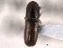  ( - CNC COLEO 00154713)  @11 [ ] CreativeCommons - Attribution (2012) CNC/CBG Photography Group Centre for Biodiversity Genomics