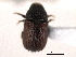  ( - CNC COLEO 00154717)  @11 [ ] CreativeCommons - Attribution (2012) CNC/CBG Photography Group Centre for Biodiversity Genomics