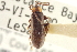  (Rhagonycha sylvatica - CNC COLEO 00155190)  @14 [ ] CreativeCommons - Attribution (2012) CNC/CBG Photography Group Centre for Biodiversity Genomics
