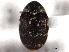  (Anthrenus fuscus - CNC COLEO 00158284)  @13 [ ] CreativeCommons - Attribution (2012) CNC/CBG Photography Group Centre for Biodiversity Genomics