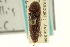  ( - CNC COLEO 00158779)  @13 [ ] CreativeCommons - Attribution (2012) CNC/CBG Photography Group Centre for Biodiversity Genomics
