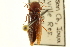  (Melanotus opacicollis - CNC COLEO 00158782)  @14 [ ] CreativeCommons - Attribution (2012) CNC/CBG Photography Group Centre for Biodiversity Genomics