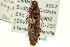  (Melanotus sagittarius - CNC COLEO 00158785)  @14 [ ] CreativeCommons - Attribution (2012) CNC/CBG Photography Group Centre for Biodiversity Genomics