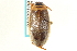  (Colymbetes exaratus - CNC COLEO 00150318)  @14 [ ] CreativeCommons - Attribution (2012) CNC/CBG Photography Group Centre for Biodiversity Genomics