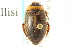  (Rhantus wallisi - CNC COLEO 00150345)  @14 [ ] CreativeCommons - Attribution (2012) CNC/CBG Photography Group Centre for Biodiversity Genomics