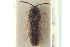 (Hylis - CNC COLEO 00155430)  @14 [ ] CreativeCommons - Attribution (2012) CNC/CBG Photography Group Centre for Biodiversity Genomics