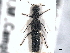  ( - CNC COLEO 00159052)  @11 [ ] CreativeCommons - Attribution (2012) CNC/CBG Photography Group Centre for Biodiversity Genomics
