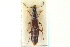  ( - CNC COLEO 00159177)  @11 [ ] CreativeCommons - Attribution (2012) CNC/CBG Photography Group Centre for Biodiversity Genomics