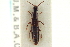  ( - CNC COLEO 00159185)  @11 [ ] CreativeCommons - Attribution (2012) CNC/CBG Photography Group Centre for Biodiversity Genomics