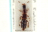  ( - CNC COLEO 00159186)  @11 [ ] CreativeCommons - Attribution (2012) CNC/CBG Photography Group Centre for Biodiversity Genomics