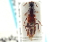  ( - CNC COLEO 00159217)  @11 [ ] CreativeCommons - Attribution (2012) CNC/CBG Photography Group Centre for Biodiversity Genomics