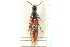  ( - CNC COLEO 00159219)  @11 [ ] CreativeCommons - Attribution (2012) CNC/CBG Photography Group Centre for Biodiversity Genomics