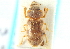  (Heterocerus longilobulus - CNC COLEO 00159347)  @11 [ ] CreativeCommons - Attribution (2012) CNC/CBG Photography Group Centre for Biodiversity Genomics