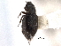  ( - CNC COLEO 00159396)  @11 [ ] CreativeCommons - Attribution (2012) CNC/CBG Photography Group Centre for Biodiversity Genomics