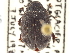  (Byrrhus americanus - CNC COLEO 00159491)  @14 [ ] CreativeCommons - Attribution (2012) CNC/CBG Photography Group Centre for Biodiversity Genomics