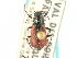  ( - CNC COLEO 00159633)  @11 [ ] CreativeCommons - Attribution (2012) CNC/CBG Photography Group Centre for Biodiversity Genomics