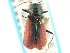  ( - CNC COLEO 00159634)  @14 [ ] CreativeCommons - Attribution (2012) CNC/CBG Photography Group Centre for Biodiversity Genomics