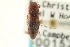  ( - CNC COLEO 00152461)  @11 [ ] CreativeCommons - Attribution (2012) CNC/CBG Photography Group Centre for Biodiversity Genomics