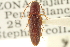 (Megapenthes variolatus - CNC COLEO 00152581)  @14 [ ] CreativeCommons - Attribution (2012) CNC/CBG Photography Group Centre for Biodiversity Genomics