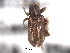  (Stenelmis vittipennis - CNC COLEO 00152741)  @11 [ ] CreativeCommons - Attribution (2012) CNC/CBG Photography Group Centre for Biodiversity Genomics