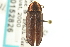  ( - CNC COLEO 00152826)  @14 [ ] CreativeCommons - Attribution (2012) CNC/CBG Photography Group Centre for Biodiversity Genomics