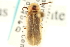  ( - CNC COLEO 00152850)  @11 [ ] CreativeCommons - Attribution (2012) CNC/CBG Photography Group Centre for Biodiversity Genomics