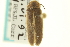  (Photinus - CNC COLEO 00152857)  @14 [ ] CreativeCommons - Attribution (2012) CNC/CBG Photography Group Centre for Biodiversity Genomics