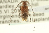 ( - CNC COLEO 00154855)  @13 [ ] CreativeCommons - Attribution (2012) CNC/CBG Photography Group Centre for Biodiversity Genomics