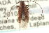  ( - CNC COLEO 00154856)  @13 [ ] CreativeCommons - Attribution (2012) CNC/CBG Photography Group Centre for Biodiversity Genomics