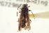  ( - CNC COLEO 00155230)  @13 [ ] CreativeCommons - Attribution (2012) CNC/CBG Photography Group Centre for Biodiversity Genomics