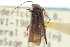  ( - CNC COLEO 00155231)  @11 [ ] CreativeCommons - Attribution (2012) CNC/CBG Photography Group Centre for Biodiversity Genomics