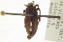  ( - CNC COLEO 00155246)  @13 [ ] CreativeCommons - Attribution (2012) CNC/CBG Photography Group Centre for Biodiversity Genomics