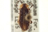  ( - CNC COLEO 00155250)  @11 [ ] CreativeCommons - Attribution (2012) CNC/CBG Photography Group Centre for Biodiversity Genomics