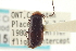  ( - CNC COLEO 00155267)  @11 [ ] CreativeCommons - Attribution (2012) CNC/CBG Photography Group Centre for Biodiversity Genomics