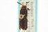  ( - CNC COLEO 00155348)  @11 [ ] CreativeCommons - Attribution (2012) CNC/CBG Photography Group Centre for Biodiversity Genomics