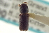  ( - CNC COLEO 00155376)  @11 [ ] CreativeCommons - Attribution (2012) CNC/CBG Photography Group Centre for Biodiversity Genomics