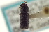  ( - CNC COLEO 00155377)  @11 [ ] CreativeCommons - Attribution (2012) CNC/CBG Photography Group Centre for Biodiversity Genomics