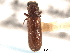  ( - CNC COLEO 00155385)  @11 [ ] CreativeCommons - Attribution (2012) CNC/CBG Photography Group Centre for Biodiversity Genomics