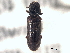  ( - CNC COLEO 00155388)  @11 [ ] CreativeCommons - Attribution (2012) CNC/CBG Photography Group Centre for Biodiversity Genomics