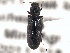  ( - CNC COLEO 00155390)  @11 [ ] CreativeCommons - Attribution (2012) CNC/CBG Photography Group Centre for Biodiversity Genomics