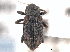  ( - CNC COLEO 00159591)  @11 [ ] CreativeCommons - Attribution (2012) CNC/CBG Photography Group Centre for Biodiversity Genomics