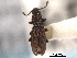  ( - CNC COLEO 00159828)  @11 [ ] CreativeCommons - Attribution (2012) CNC/CBG Photography Group Centre for Biodiversity Genomics