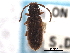  (Uleiota debilis - CNC COLEO 00159834)  @13 [ ] CreativeCommons - Attribution (2012) CNC/CBG Photography Group Centre for Biodiversity Genomics