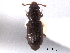  (Bactridium striolatum - CNC COLEO 00159723)  @11 [ ] CreativeCommons - Attribution (2012) CNC/CBG Photography Group Centre for Biodiversity Genomics