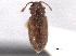  ( - CNC COLEO 00159899)  @11 [ ] CreativeCommons - Attribution (2012) CNC/CBG Photography Group Centre for Biodiversity Genomics