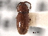  ( - CNC COLEO 00159923)  @11 [ ] CreativeCommons - Attribution (2012) CNC/CBG Photography Group Centre for Biodiversity Genomics