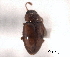  ( - CNC COLEO 00159967)  @11 [ ] CreativeCommons - Attribution (2012) CNC/CBG Photography Group Centre for Biodiversity Genomics